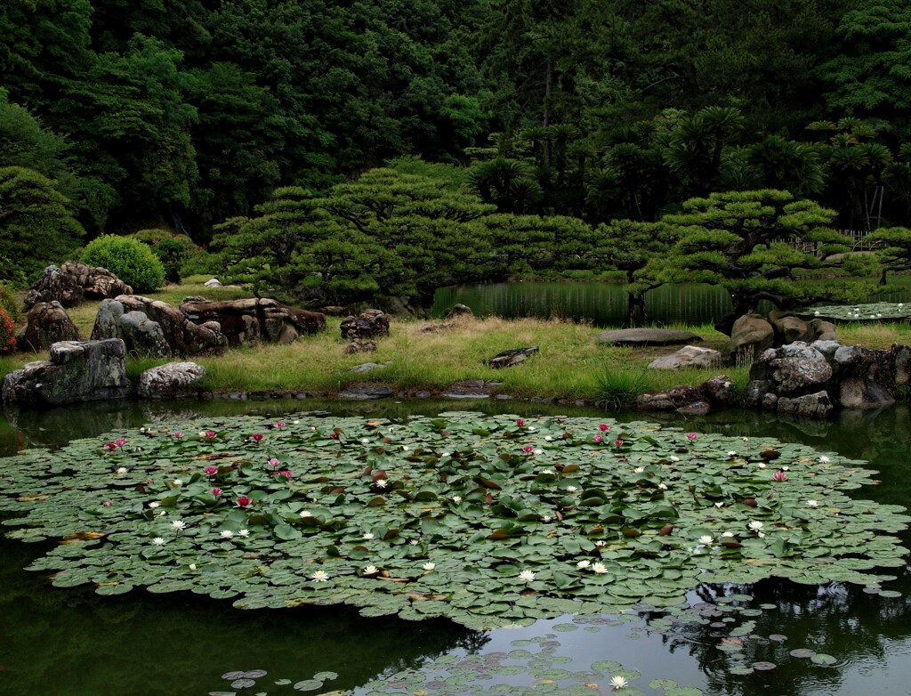 深緑と睡蓮（栗林公園）