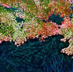 秋の談山神社10
