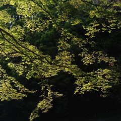 若緑
