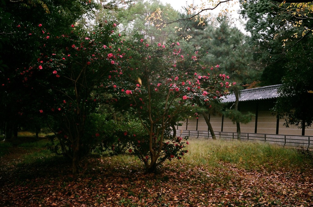 秋の京都御所6