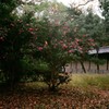 秋の京都御所6