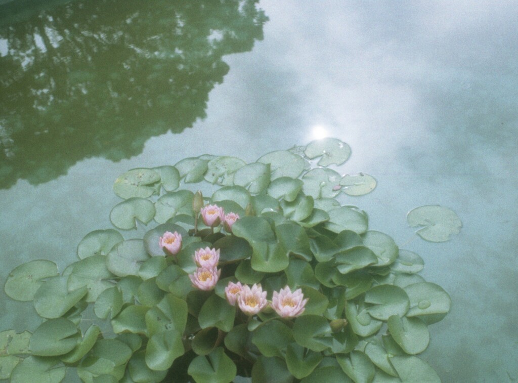 さよなら夏の花1
