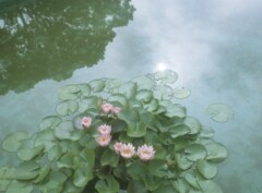 さよなら夏の花1