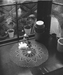 薔薇の花