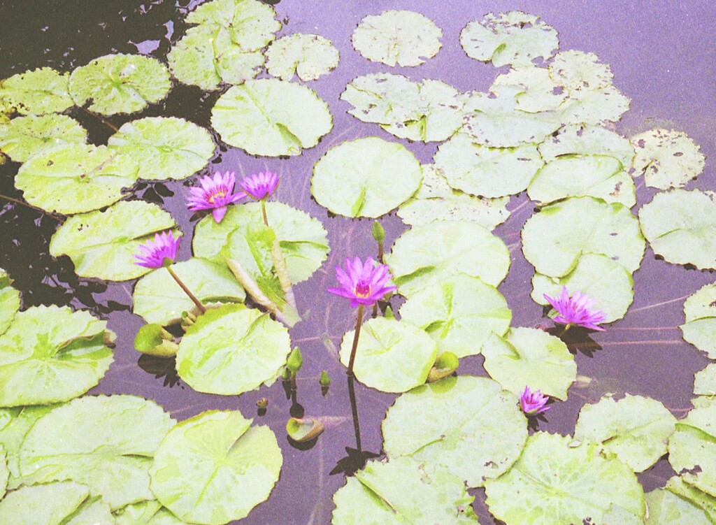 私市植物園1