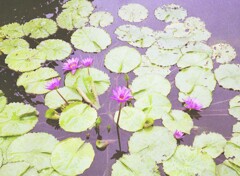 私市植物園1