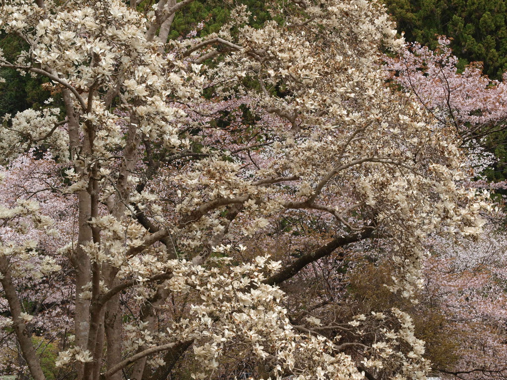 木蓮と桜の共演