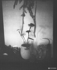 玄関の花
