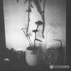 玄関の花