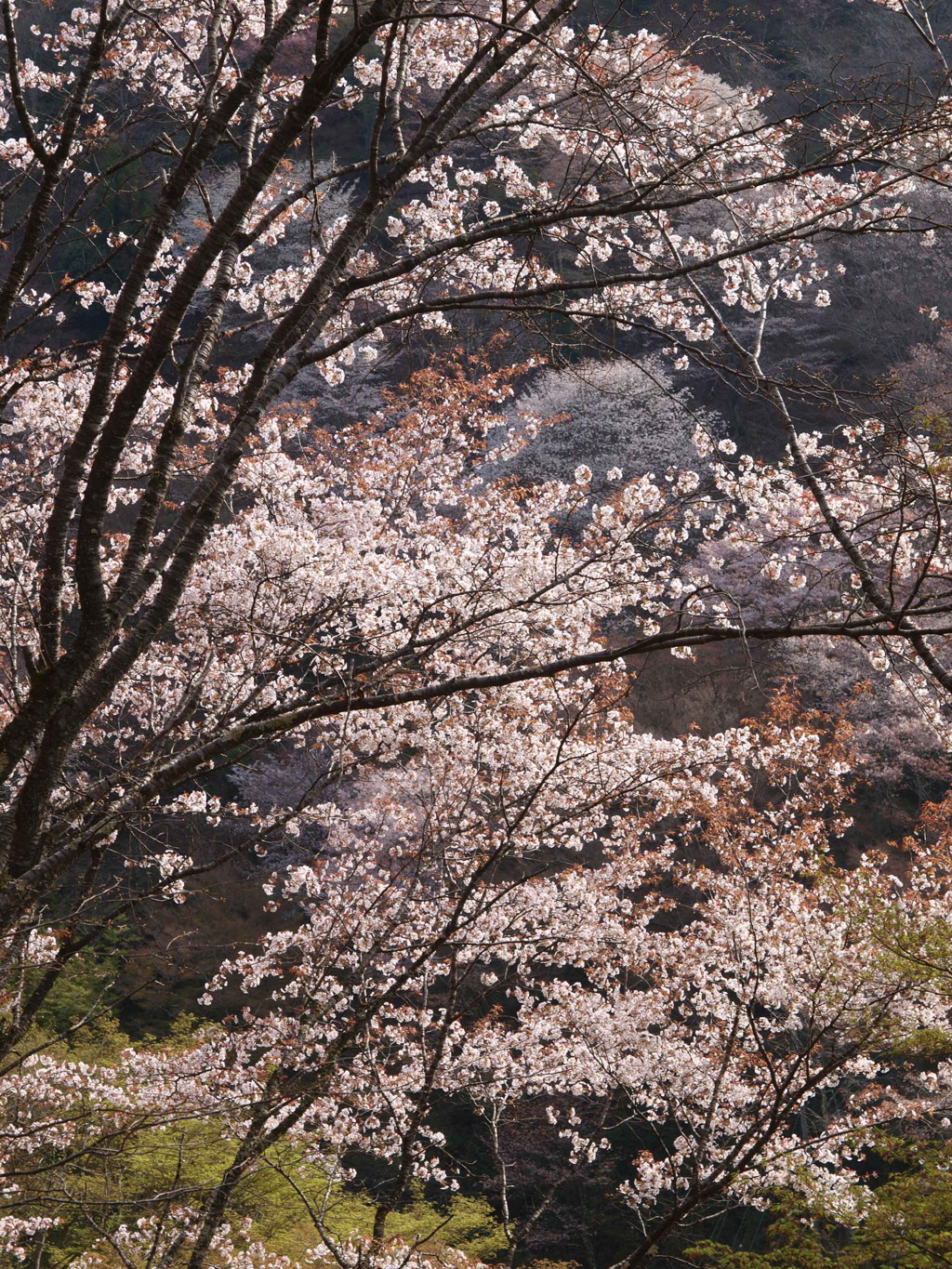 2024吉野山1