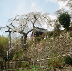 地蔵禅院の枝垂れ桜１