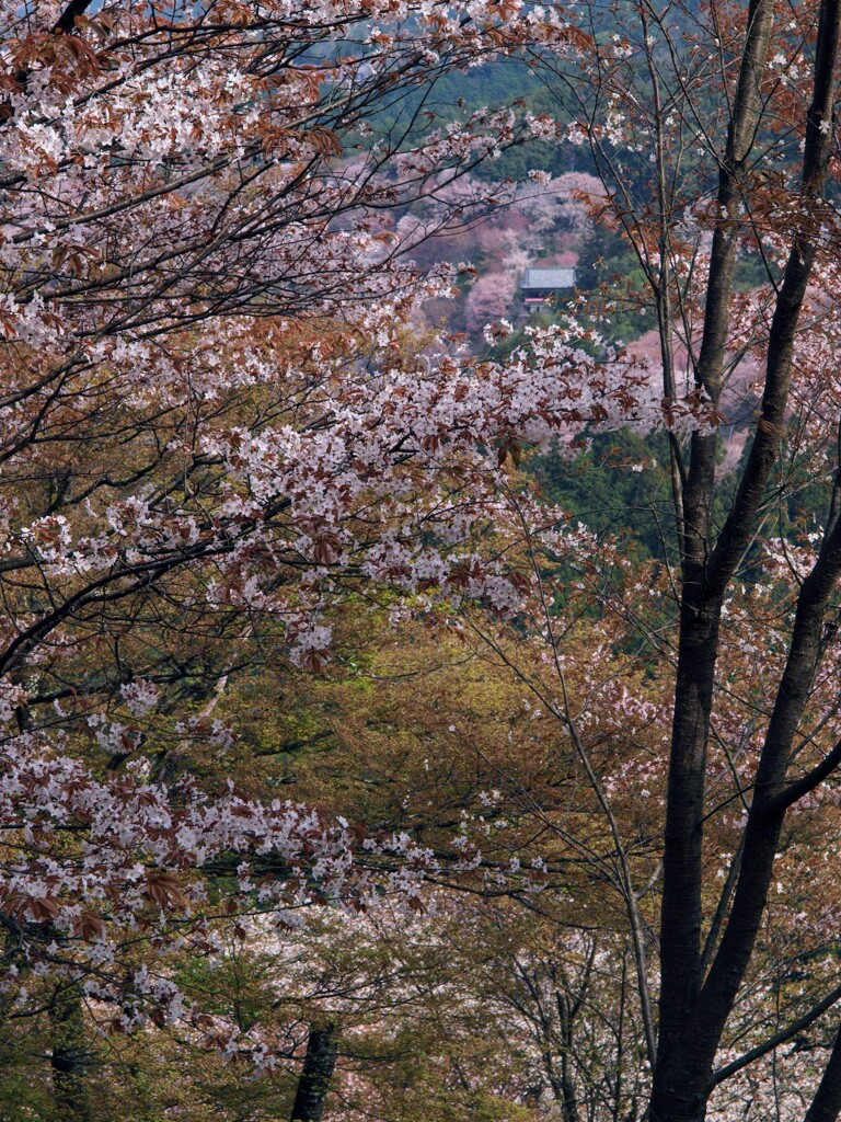 2024吉野山5