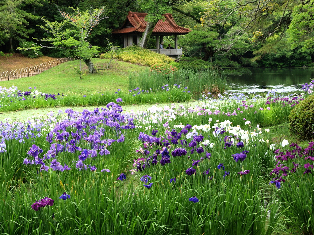 花菖蒲の園（栗林公園）