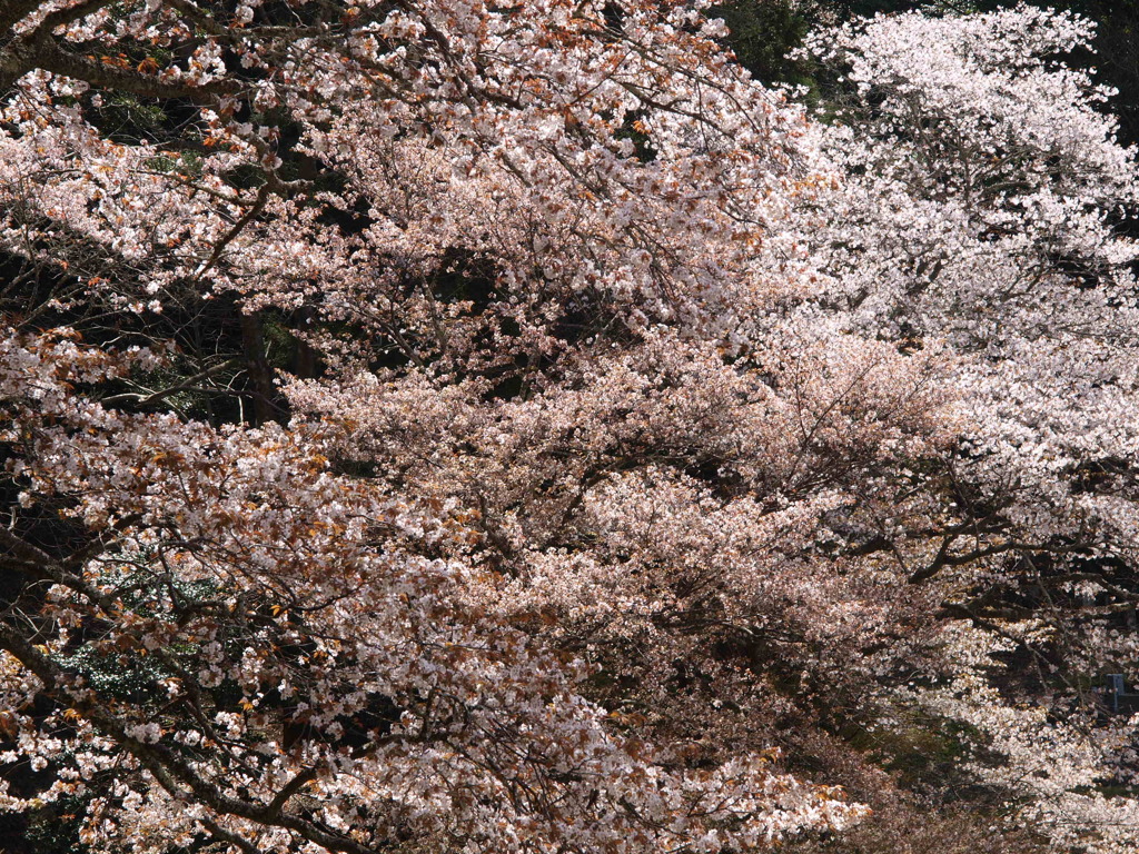 2024吉野山9
