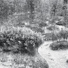 竹林庭園