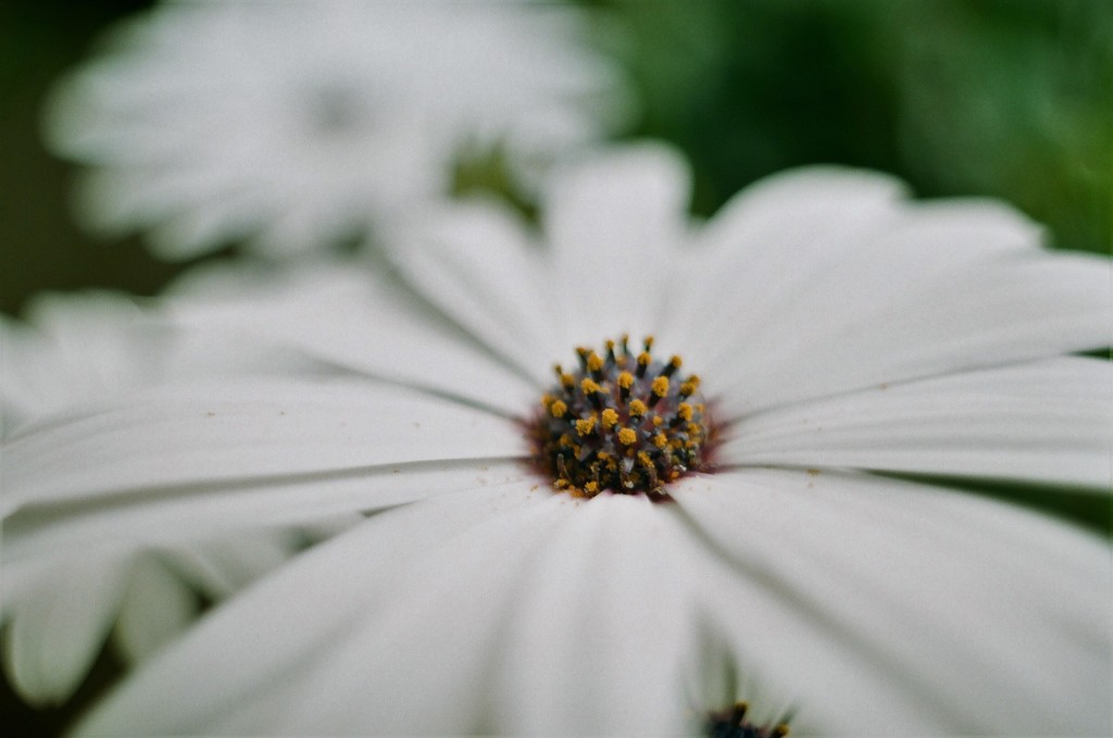 白菊