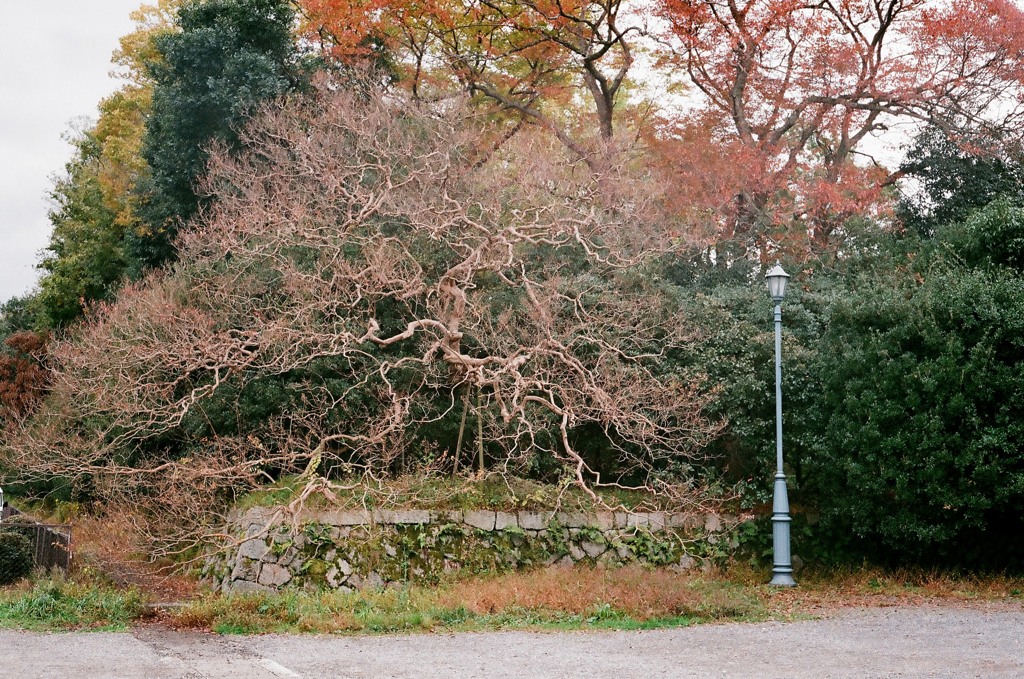 秋の京都御所7