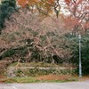 秋の京都御所7