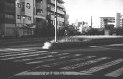 一本の向日葵