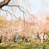 お花見の公園４