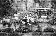 荒れた資材置場の紫陽花