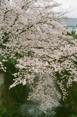 満開