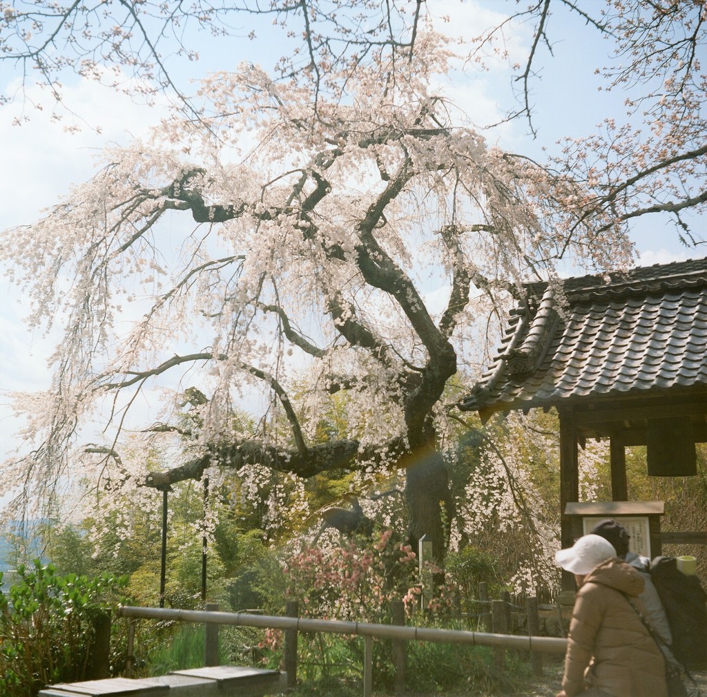 地蔵禅院の枝垂れ桜２