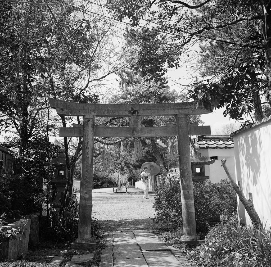 京都御所の春２