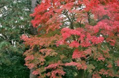 秋の京都御所8