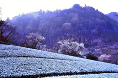霜降りる茶畑