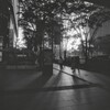 斜陽