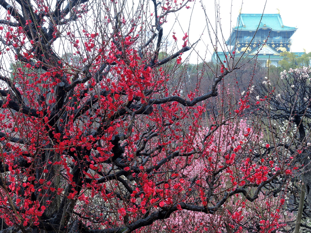 紅梅と大阪城