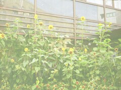 銀行前のヒマワリ