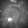 蓮花