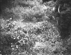 紫陽花俯瞰