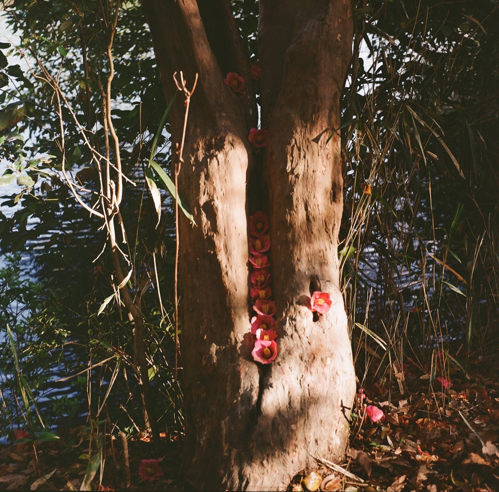縦列落花