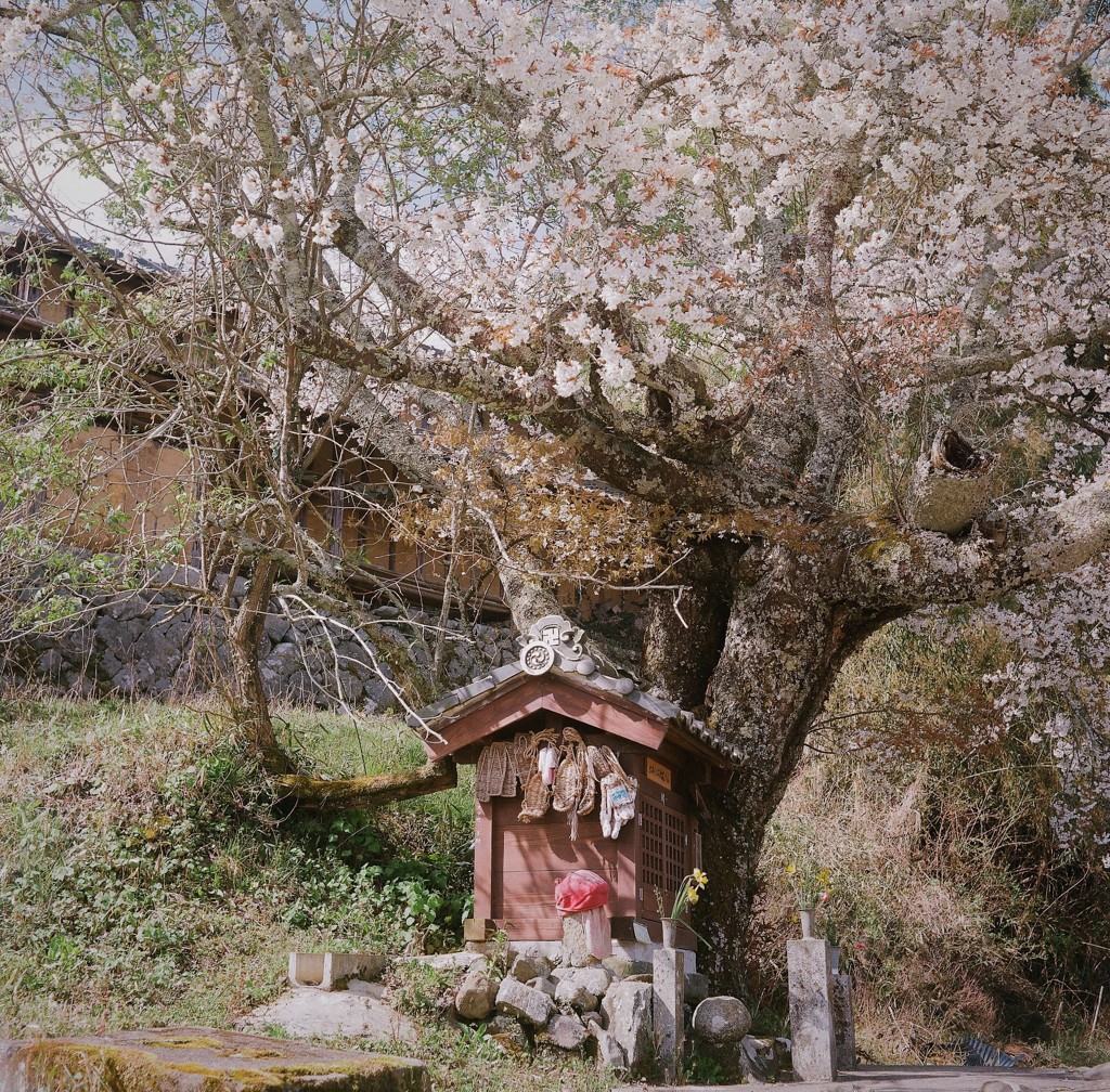 北向き地蔵桜