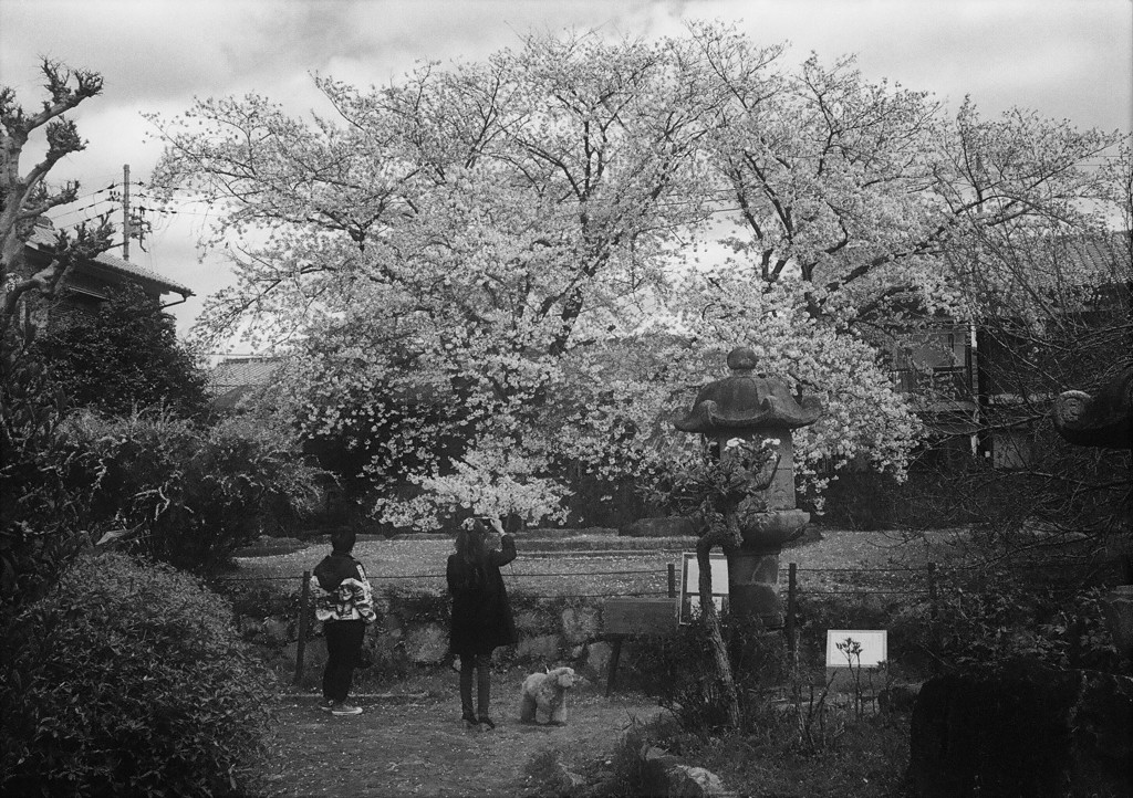 隠れた名桜