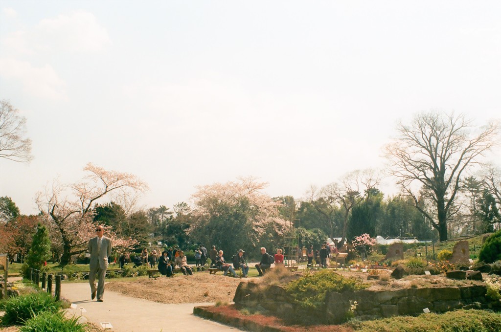 お花見の公園１