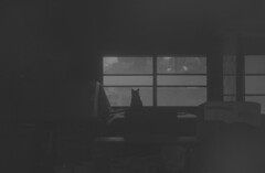 家主