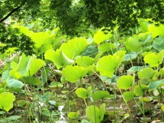 鮮やかな万緑（栗林公園）