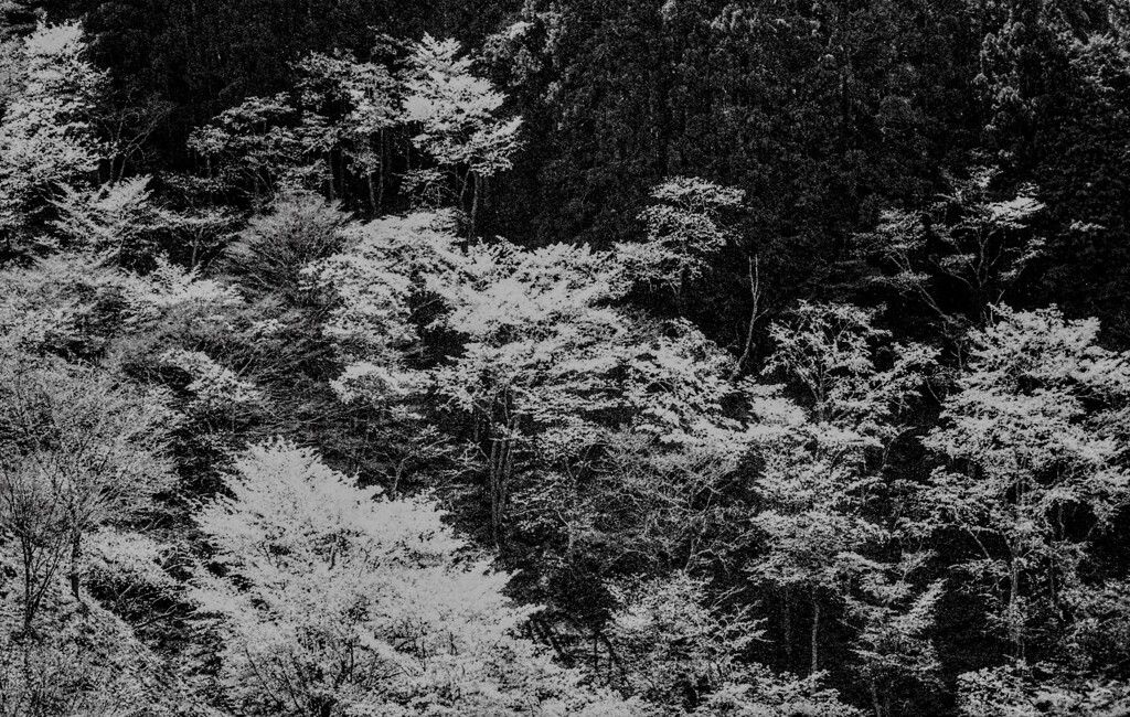 映える桜