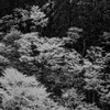 映える桜