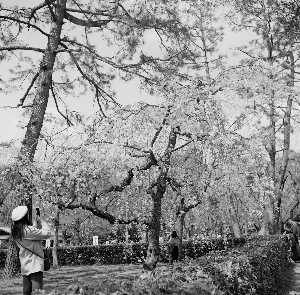 京都御所の春３