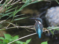 カワセミ