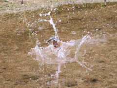 カワセミ