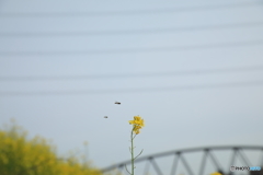 春