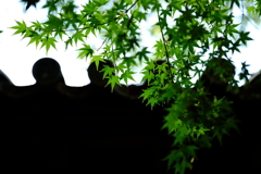 深緑