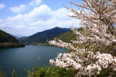 春っぽく桜