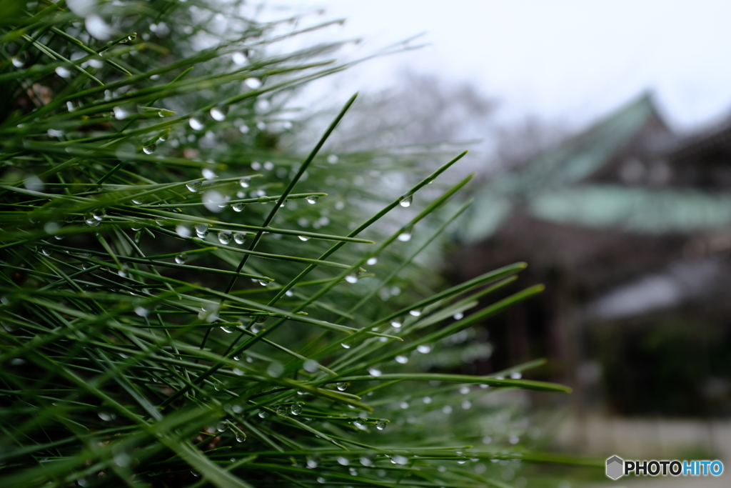 松の雫